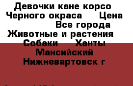 Девочки кане корсо. Черного окраса.  › Цена ­ 65 000 - Все города Животные и растения » Собаки   . Ханты-Мансийский,Нижневартовск г.